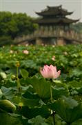 Lily flower : Hangzhou, China