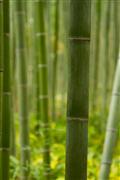 Green bamboo : Kyoto, Japan