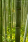 Green Bamboo : Kyoto