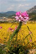 Autumn Flower : Near Daegu