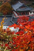 Temple Fire : Daegu