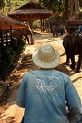 Elephant ridin' : Chiang mai