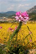 Colour in the autumn : Near Daegu