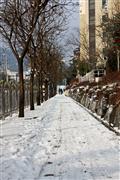 Tree tunnel : Daegu