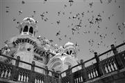 Fly-by #2 B&W : Jodhpur, India