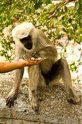 Peckish? : Rishikesh, India