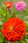 Red Flower : Kolkata, India