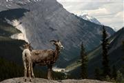 Looking out : Canadian Rockies