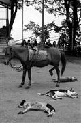 Horse 4 - dogs 0 : Darjeeling, India