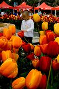 Tulips & boy : Kunming, China