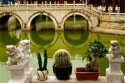 Green cacti : Kunming, China