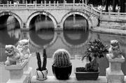 Green cacti B&W : Kunming, China