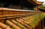 Mossy wall #2 : Kunming, China