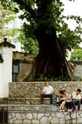 Roots : Guangzhou, China