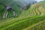 Rice terraces : Pingan, China