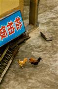 Swirling cockrel stand-off #2 : Yongding county, China