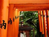 Dripping torii : Tokyo, Japan